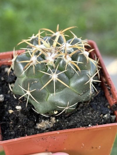 Coryphantha elephantidens - Зображення 3