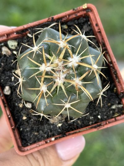 Coryphantha elephantidens - Зображення 2