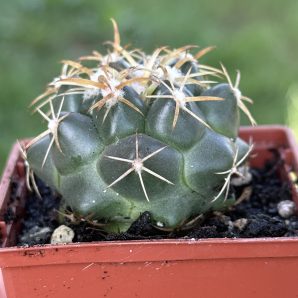 Coryphantha elephantidens