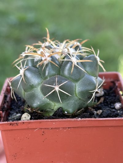Coryphantha elephantidens