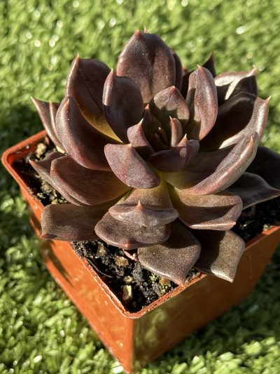 Echeveria Alfred Graf - Зображення 2