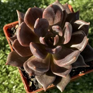 Echeveria Alfred Graf