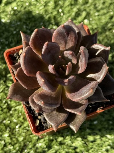 Echeveria Alfred Graf