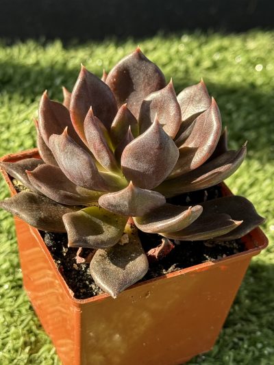 Echeveria Alfred Graf - Зображення 5