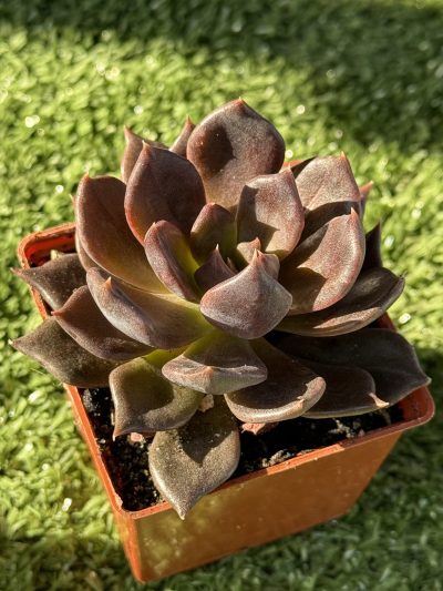 Echeveria Alfred Graf - Зображення 4