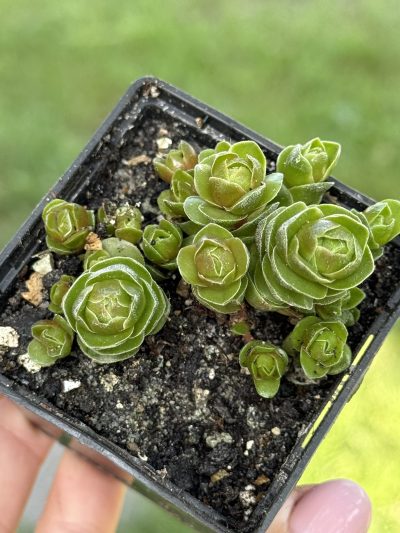Сrassula Emerald - Зображення 3