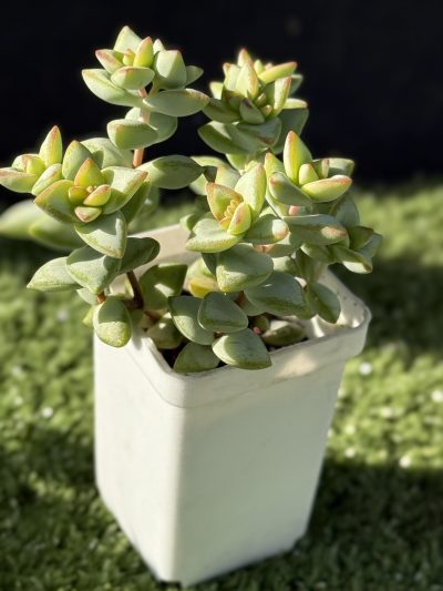 Crassula rupestris Aiboshi - Зображення 2