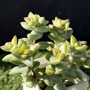 Crassula rupestris Aiboshi