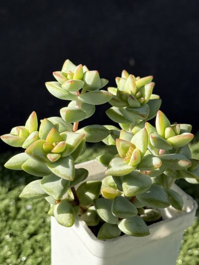 Crassula rupestris Aiboshi