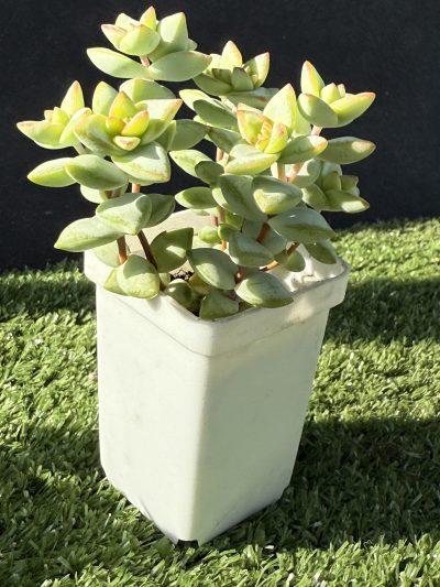 Crassula rupestris Aiboshi - Зображення 3