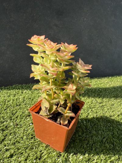 Crassula perforata f. variegata - Зображення 2