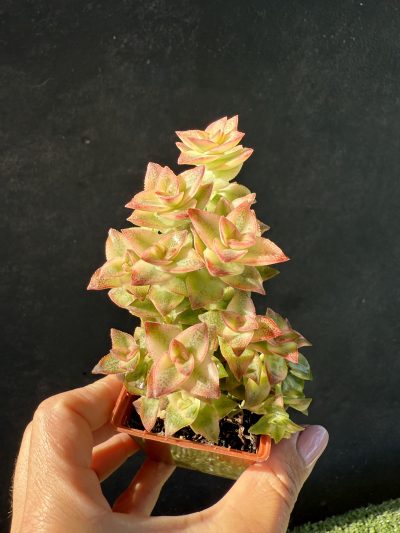 Crassula perforata f. variegata
