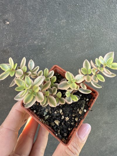 Crassula volkensii variegata - Зображення 2