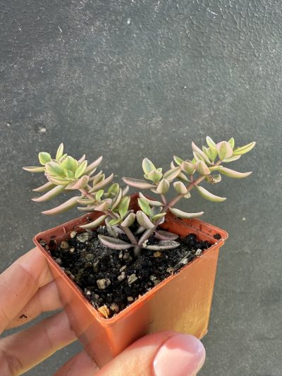 Crassula volkensii variegata - Зображення 4