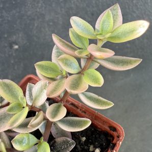 Crassula volkensii variegata