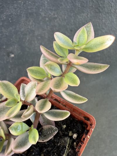 Crassula volkensii variegata