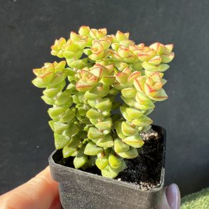 Crassula rupestris