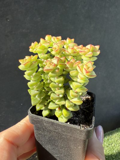 Crassula rupestris