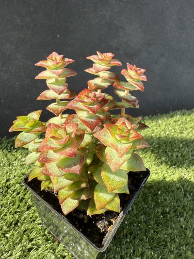 Crassula perforata f. variegata - Зображення 3