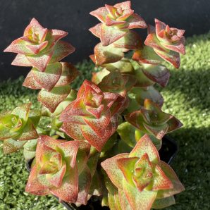 Crassula perforata f. variegata