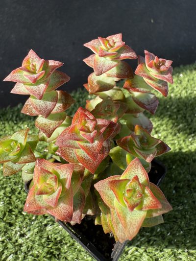 Crassula perforata f. variegata