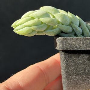 Sedum Morganianum