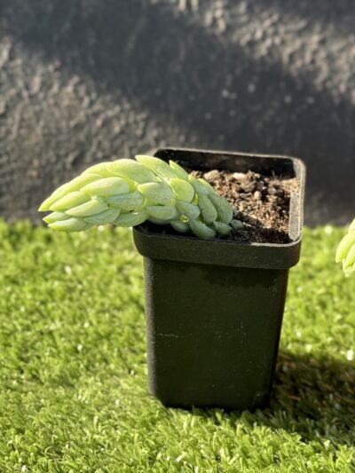 Sedum Morganianum - Зображення 3