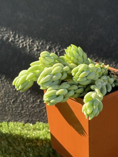 Sedum Morganianum - Зображення 4