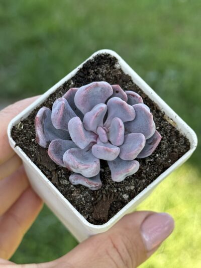 Echeveria Cupid - Зображення 2