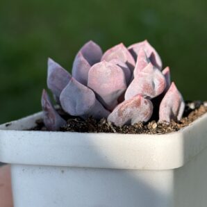 Echeveria Cupid