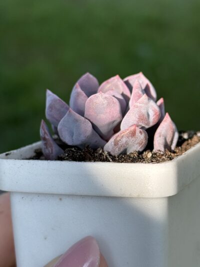 Echeveria Cupid