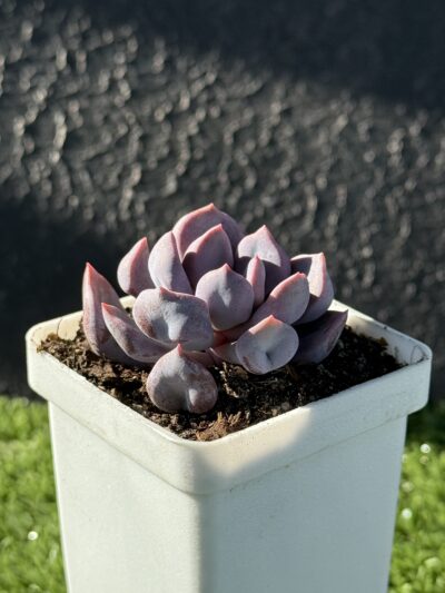 Echeveria Cupid - Зображення 3