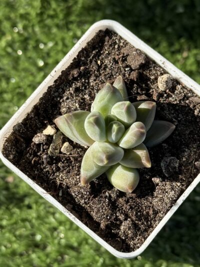 Pachyphytum compactum Purple Diamond - Зображення 3