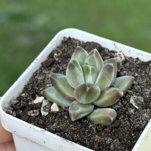 Pachyphytum compactum Purple Diamond