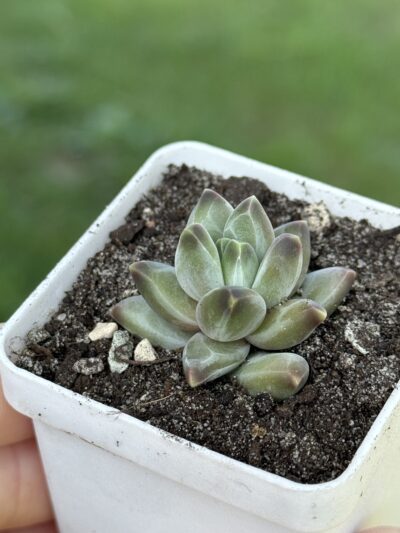 Pachyphytum compactum Purple Diamond
