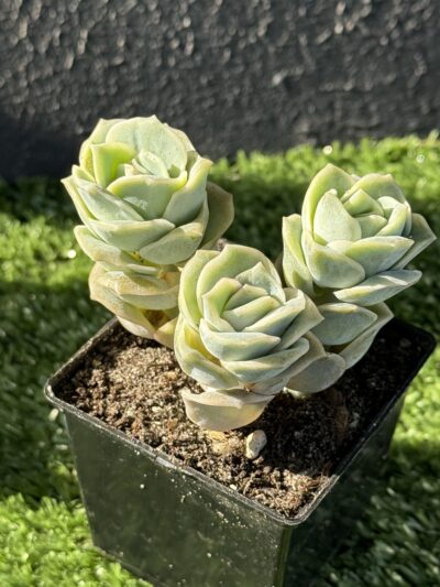 Echeveria Lovely Rose - Зображення 3