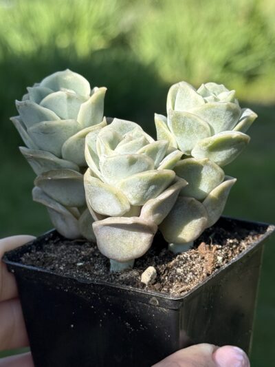 Echeveria Lovely Rose