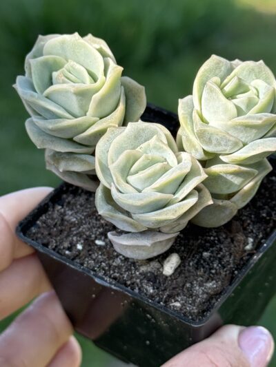 Echeveria Lovely Rose - Зображення 5