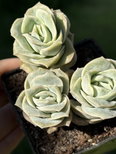 Echeveria Lovely Rose - Зображення 2