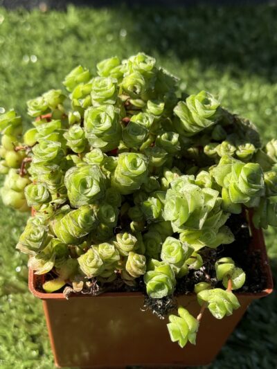 Crassula socialis - Зображення 4