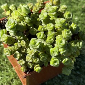 Crassula socialis