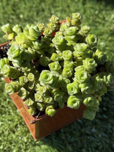 Crassula socialis