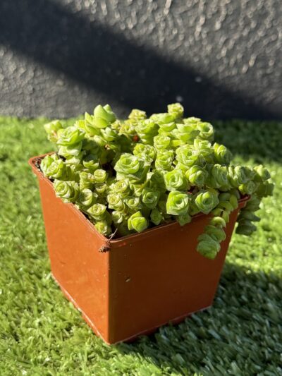 Crassula socialis - Зображення 3