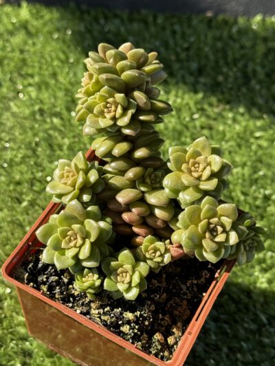 Cremnosedum Little Gem - Зображення 3