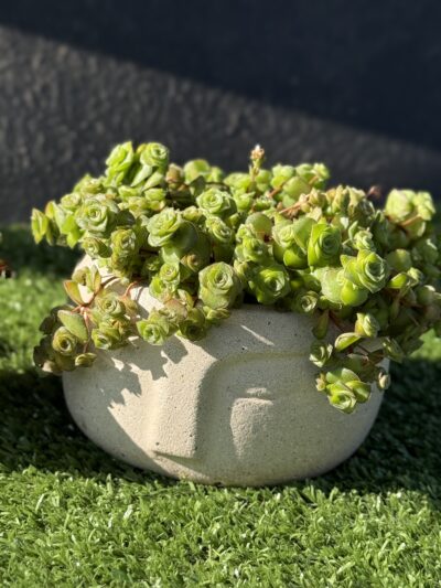 Crassula socialis - Зображення 2
