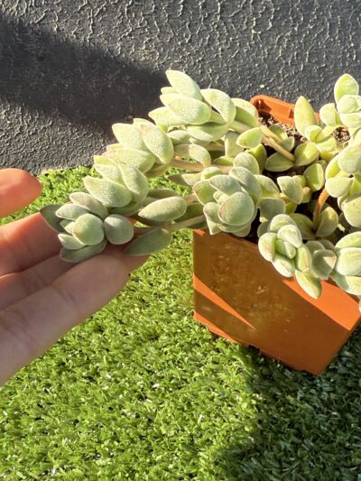 Orbea variegata - Зображення 2