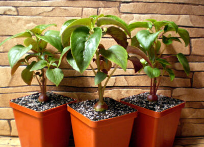 Impatiens tuberosa