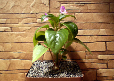 Impatiens tuberosa - Зображення 2