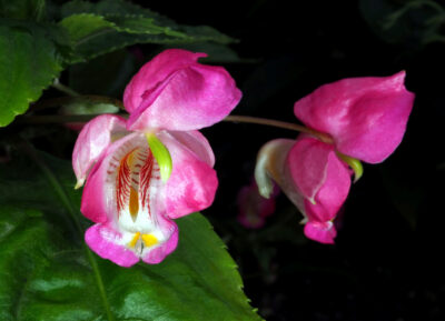 Impatiens tuberosa - Зображення 3