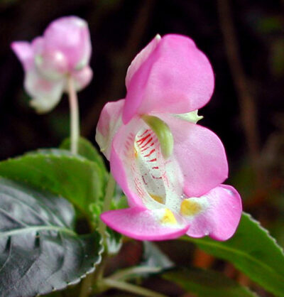 Impatiens tuberosa - Зображення 4